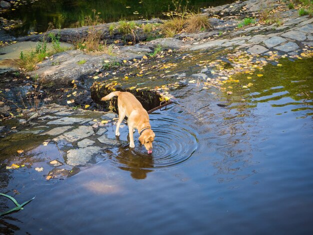 Cute brown dog drinking water in a lake during daytime