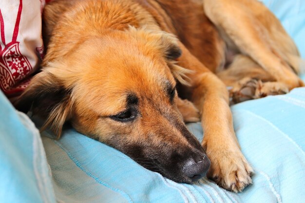 Cute brown dog sleeping peacefully on the blue covers of a sofa