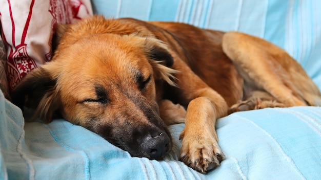 Милая коричневая собака мирно спит на синих покрывалах дивана