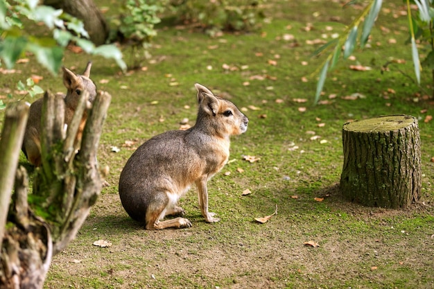 Cute brown hares near the tree stump