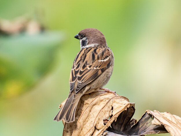 Cute brown House Sparrow standing on a wooden stick observing its surroundings