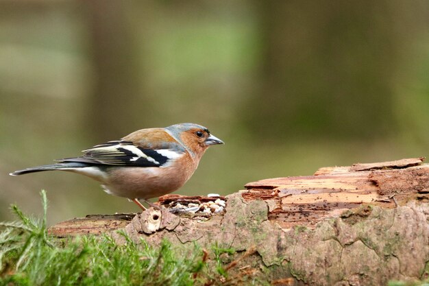 Cute brown house sparrow on a wood