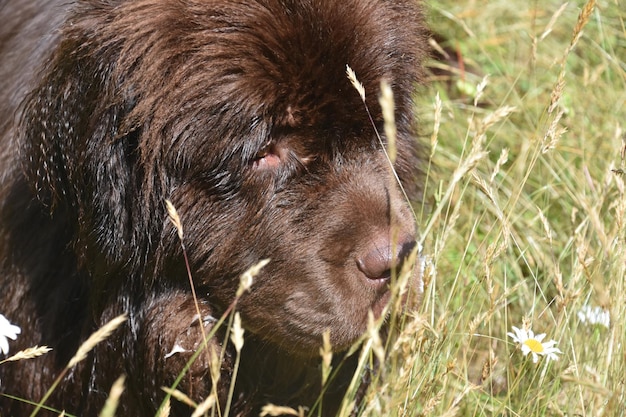 Free photo cute brown newfoundland dog smelling flowers outdoors.