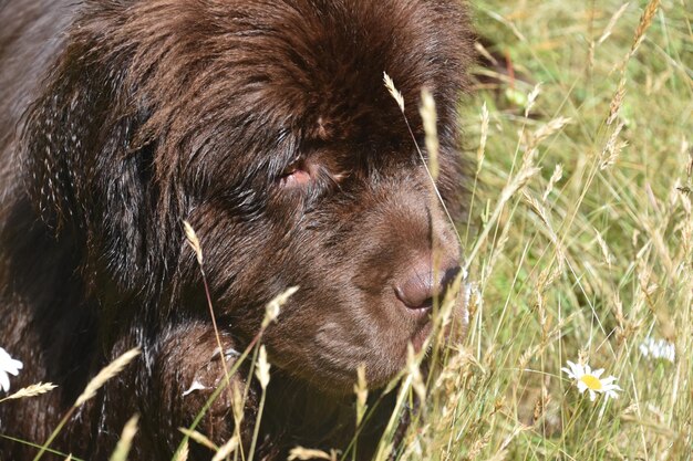 Cute brown Newfoundland dog smelling flowers outdoors.