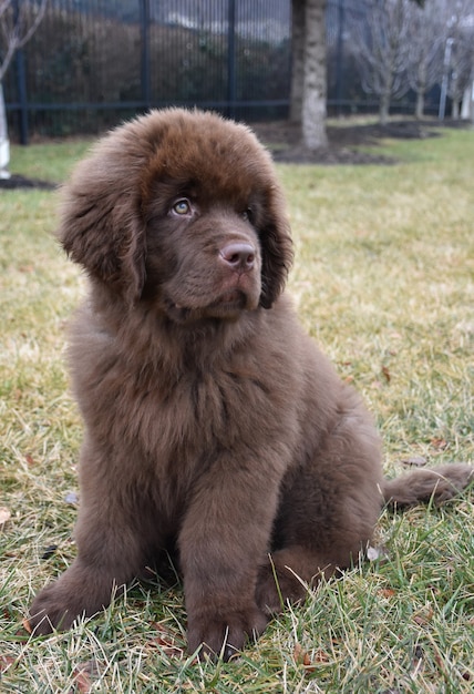 Cute brown Newfoundland puppy dog sitting in grass