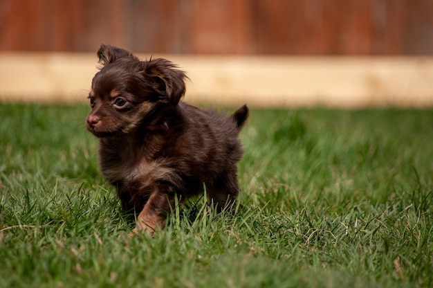 Милый коричневый щенок работает в травянистом поле в дневное время