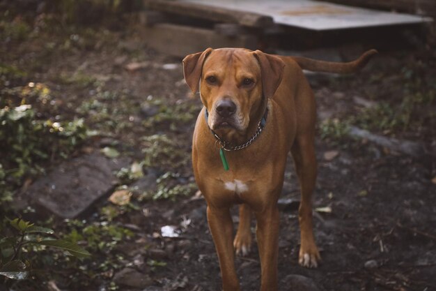 Милая коричневая собака родезийского риджбека стоит на влажной почве в саду