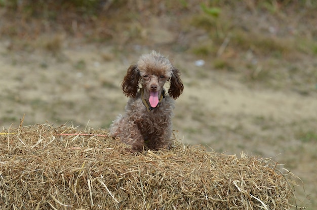 Cute brown toy poodle with his pink tongue sticking out