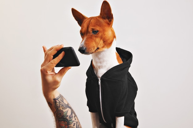 Cute brown and white basenji dog in black hoodie looks closely at the screen of smartphone held by a tattooed man's hand isolated on white.