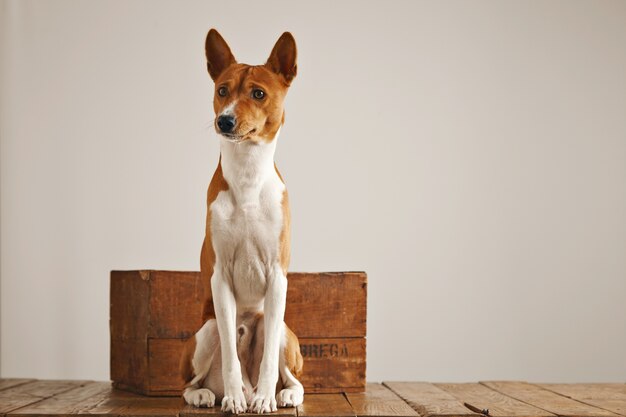 Cute brown and white basenji dog sitting up next to a small vintage wooden box in a studio with white walls