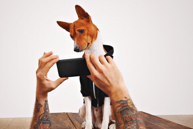 かわいい茶色と白の犬がスマートフォンの画面でビデオを見ながら頭を傾けます