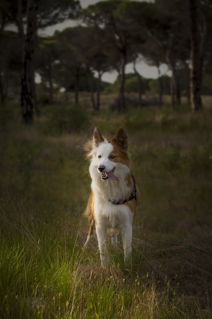 숲에서 귀여운 갈색과 흰색 웨일스 양치기 개