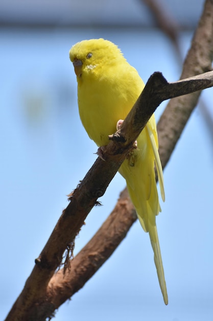 枝で身も凍るかわいいセキセイインコ