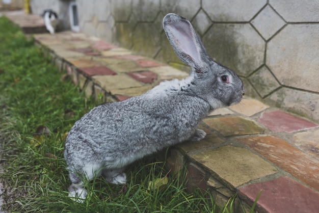 Cute bunny on farm