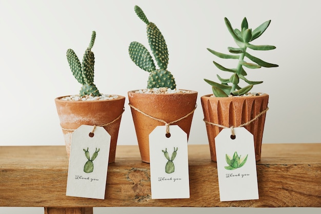 Foto gratuita simpatici cactus in vasi di terracotta con etichette di carta