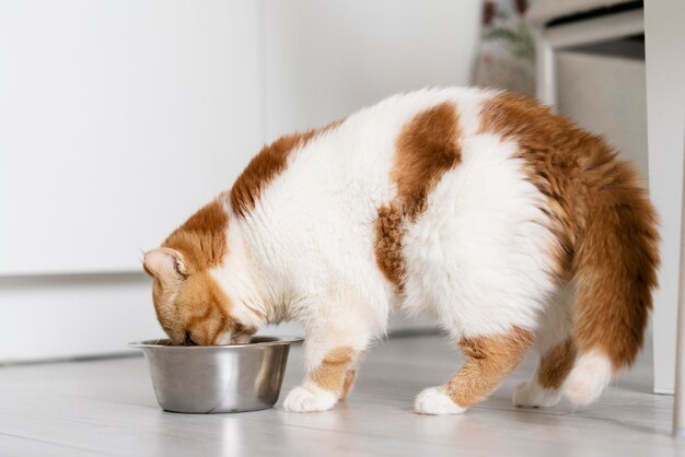 ボウルから食べ物を食べるかわいい猫