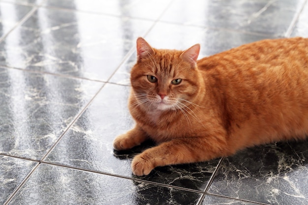 Cute cat on the floor