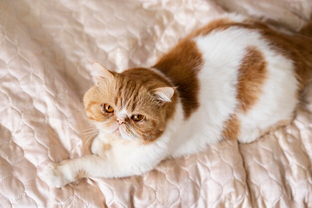 Cute cat laying on bed