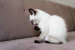 Бесплатное фото Милый кот лижет лапу