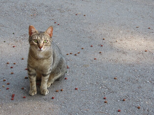 まっすぐに見えるかわいい猫