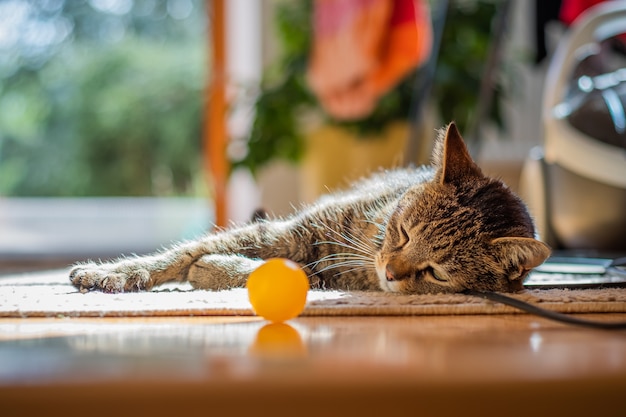 Foto gratuita simpatico gatto sdraiato sul pavimento a casa