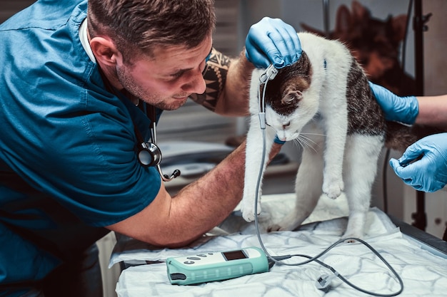 Милый кот на медицинском осмотре в ветеринарной клинике, измеряя кровяное давление