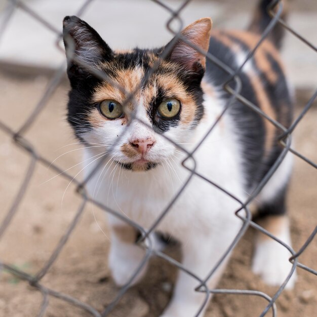 Cute cat outdoors behind fence