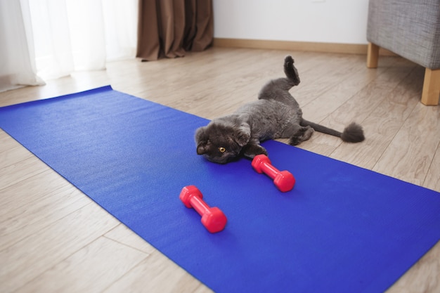 床にフィットネスダンベルで遊ぶかわいい猫