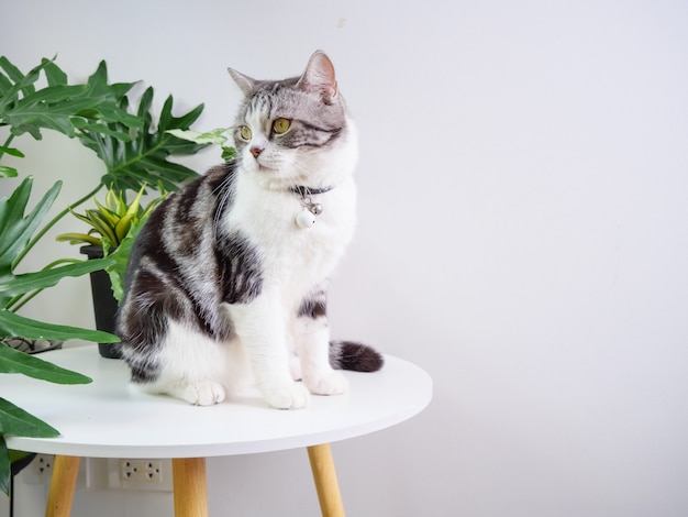 Cute cat sit on table and air purifier tree monstera,sansevieria  in living room Premium Photo