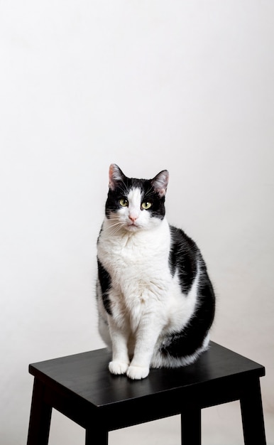 Cute cat sitting on chair