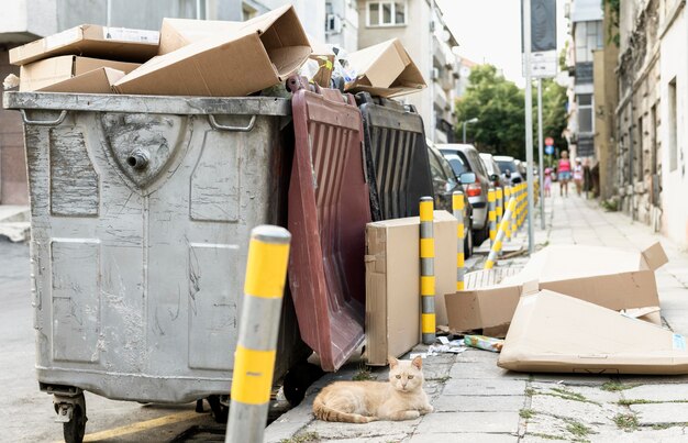 Cute cat sitting next to rubbish bin outdoors