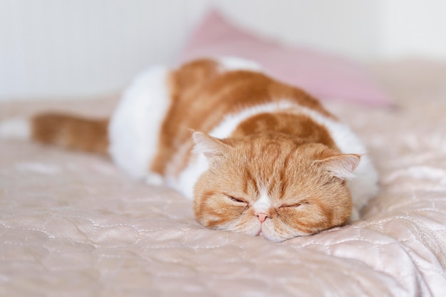 Cute cat sleeping in bed