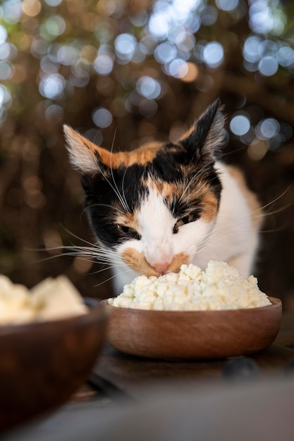 Free photo cute cat smelling cheese from bowl