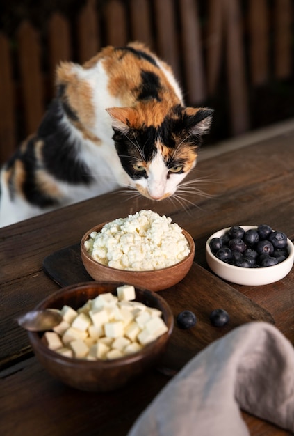 Кошка диета