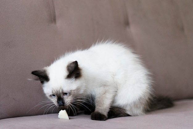 Foto gratuita cibo che odora di gatto carino