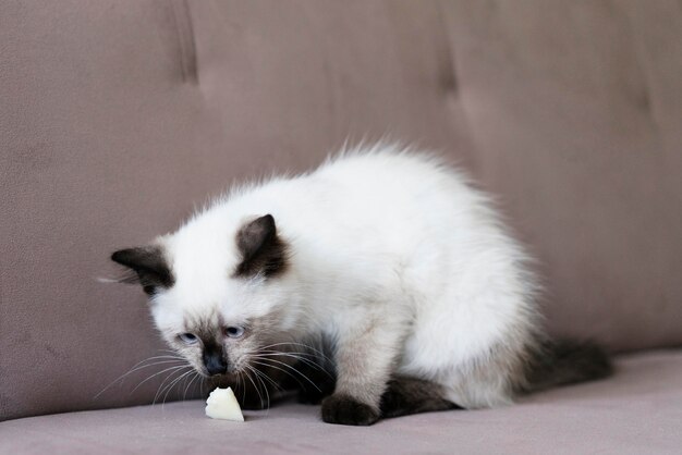 かわいい猫の匂いがする食べ物