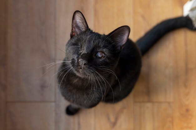 屋内で過ごす可愛い猫