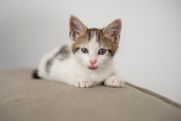 屋内で過ごす可愛い猫