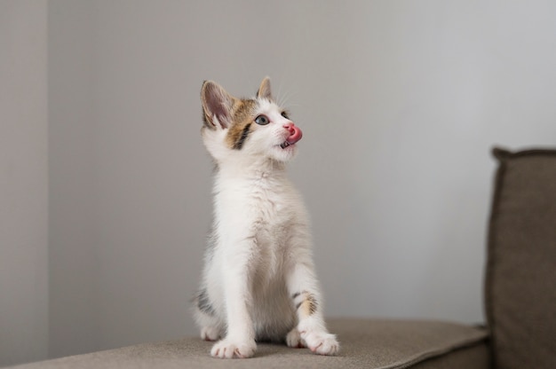 Foto gratuita un gatto carino che passa del tempo in casa.