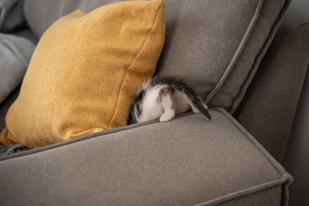 Foto gratuita un gatto carino che passa del tempo in casa.