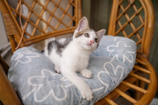 Cute cat spending time outdoors