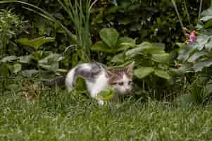 Foto gratuita un gatto carino che passa del tempo all'aperto