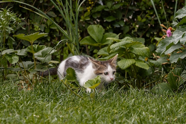 Cute cat spending time outdoors