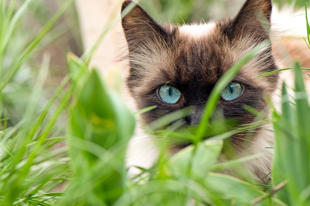 Foto gratuita gatto sveglio con gli occhi azzurri nel giardino