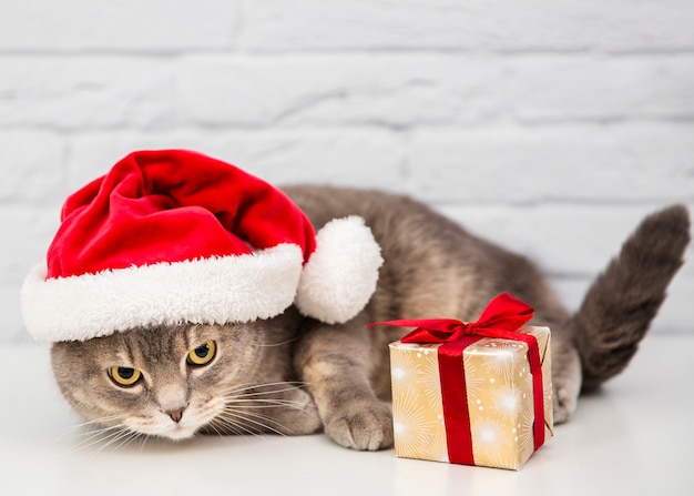 Cute cat with santa hat and gift