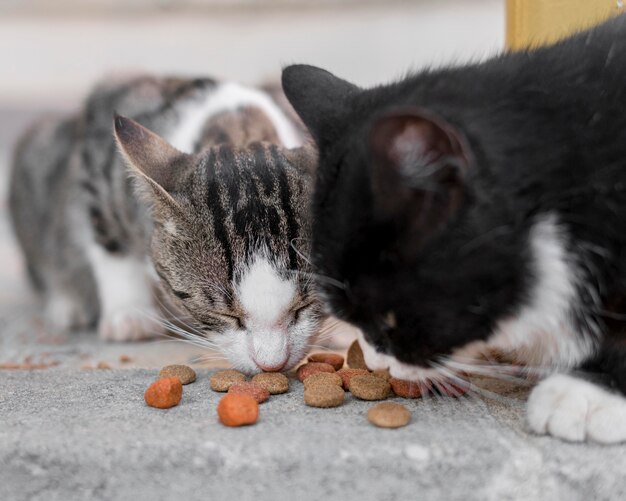 야외에서 함께 먹는 귀여운 고양이