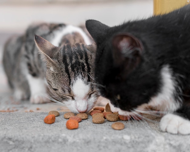 Симпатичные кошки вместе едят на открытом воздухе