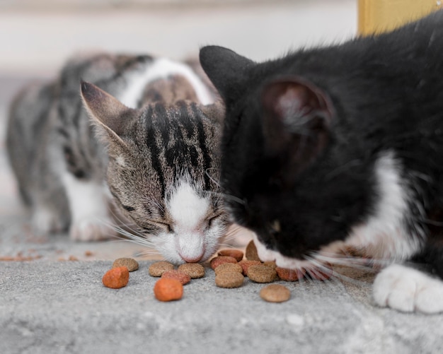 屋外で一緒に食べるかわいい猫