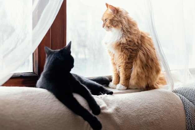 Cute cats laying indoors
