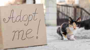 Free photo cute cats outdoors with adopt me sign